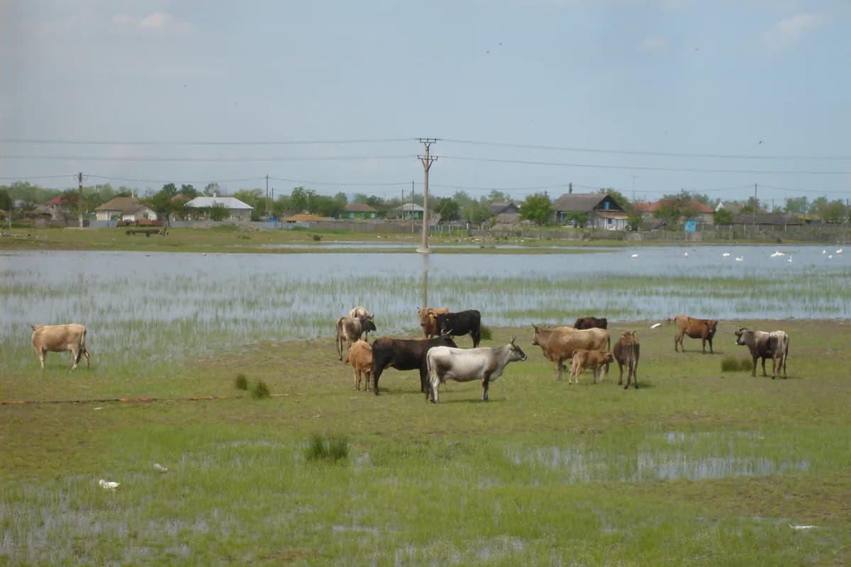 cai în Delta Dunării, lângă satul Caraorman