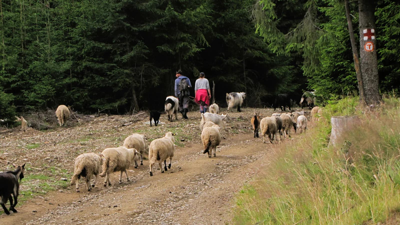 Păstori și turmă pe un drum forestier marcat Via Transilvanica, în Bucovina