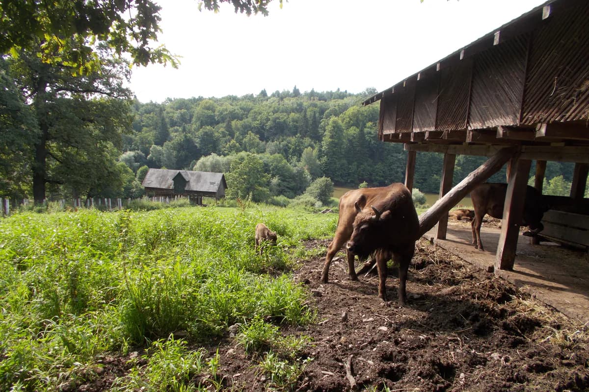 Zimbri în Rezervația de Zimbri Neamț din Parcul Natural Vânători-Neamț
